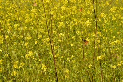 DSC_6422 (Large).JPG